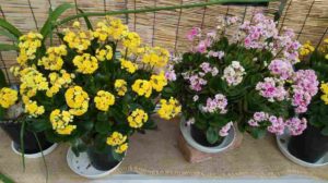 黄色とピンクの八重咲きカランコエ