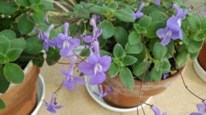 薄紫の蝶々のような花が咲く