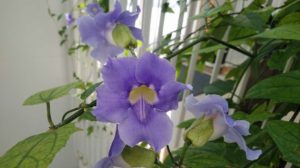 薄紫色の花が咲く