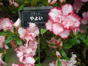 白い花弁に濃い赤の縁取りが入るアザレア