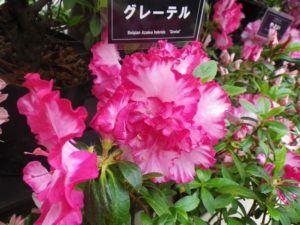 白い花弁に鮮やかなピンクの縁取りが入ったアザレア