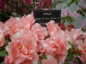 サーモンピンクとやわらかいフリルの花弁のアザレア
