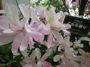 薄いピンクと細長い花弁のアザレア