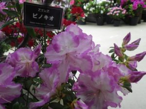 やわらかい藤色のアザレア