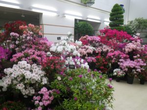 色鮮やかなアザレア展の全体写真