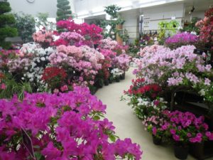 色鮮やかなアザレア展の全体写真