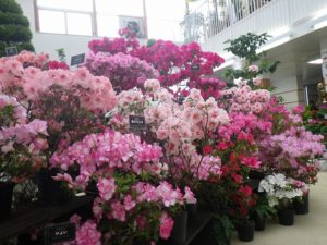 色鮮やかなアザレア展の全体写真