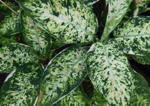 カラーリーフ展のお知らせと、センターだより2月号