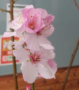 薄ピンクの花が咲く