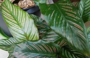 ピンクの筋模様が入る