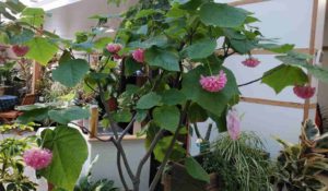 ピンクの玉状の花がぶら下がる