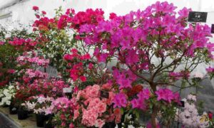 出番待ちの花たち