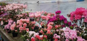 サーモンピンクや薄ピンク色の花が満開