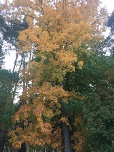 ヒッコリーの木の実