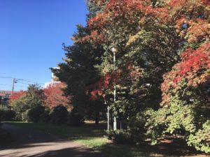 豊平公園の紅葉