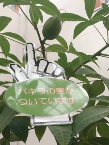 パキラの実　弾けました