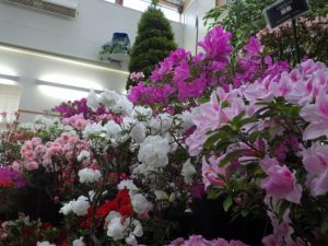 アザレア展の写真