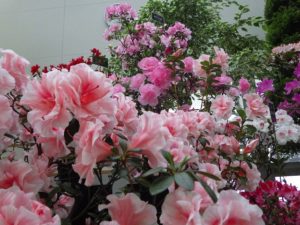 アザレア展アザレアのアップの写真