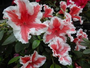 アザレアの品種マルタ