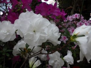 アザレアの品種晴朗