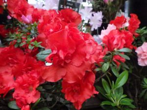 アザレアの品種エルサカーガ