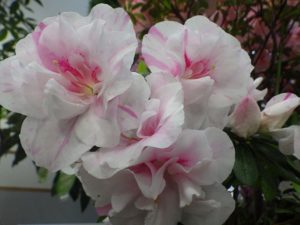 アザレアの品種ときめき絞り