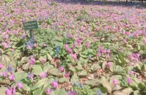 カタクリが見頃に