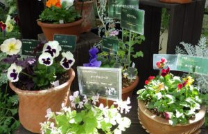 「春のパンジー・ヴィオラ展」は6日から