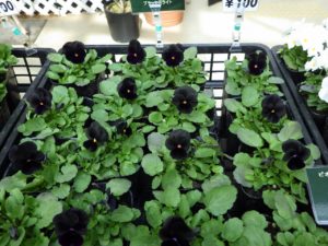 ブラックデライト