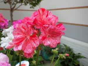 ピンクの花弁に赤い模様が入ったゼラニウム