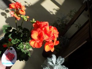 オレンジのゼラニウム