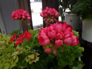 ピンクのチューリップ咲きゼラニウム