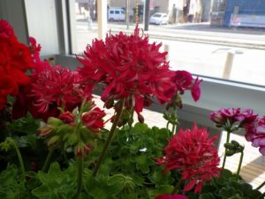 赤い星咲きゼラニウム