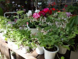 香りのするセンテッドゼラニウム