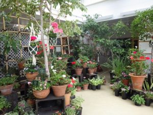 ゼラニウム展全体の展示