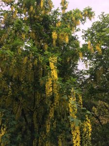 キングサリの黄色い花