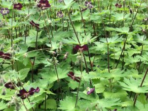 クロバナフウロ