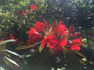 赤いシャクナゲ