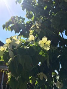 白いヤマボウシ