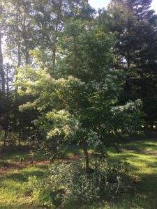 なんじゃもんじゃの木