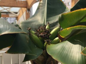 成長するバナナの実