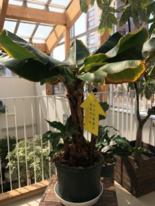 緑のセンター内のバナナ