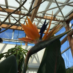 オオレンジと青のストレリチア