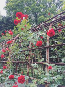バラのアーチ