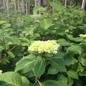 シラカバ林のアジサイのようす