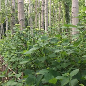 シラカバ林アジサイ