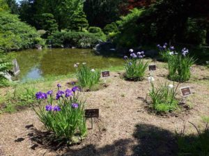 昨年の菖蒲園