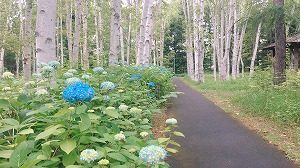 白樺林のアジサイ