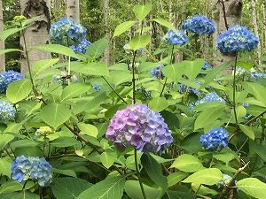 紫色のアジサイ