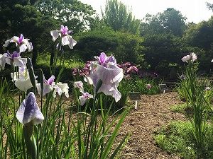 白地に紫のハナショウブ